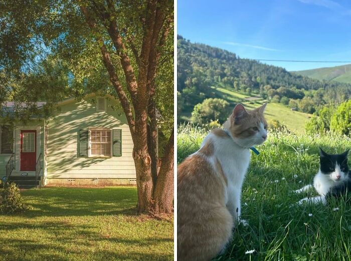 A charming dream cottage surrounded by trees and lush gardens, with cats relaxing in a peaceful countryside setting.