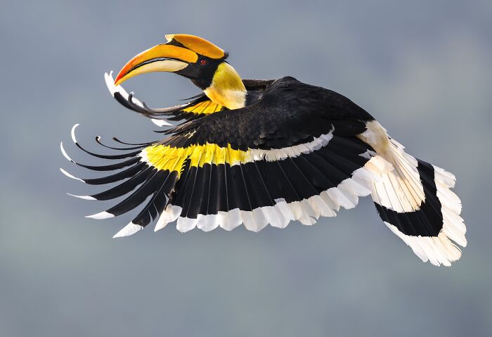 Hornbill bird in mid-flight showcasing vivid black, yellow, and white feathers in stunning nature photography finals.