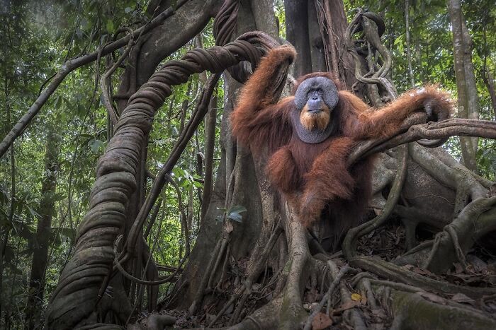 Orangutan resting among twisted tree roots in lush forest, captured in stunning nature’s best photography finals.