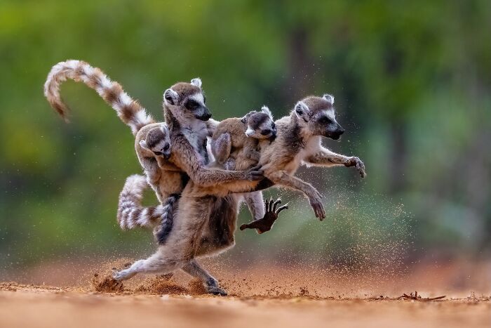 Lemur family captured in action running through dust in a vibrant nature scene from Nature’s Best Photography Finals.