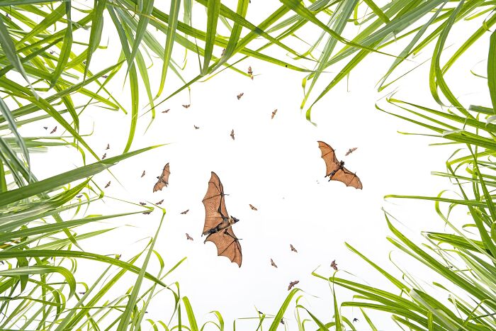 Bats flying above tall green grass captured in stunning images from the 2025 Nature’s Best Photography finals.