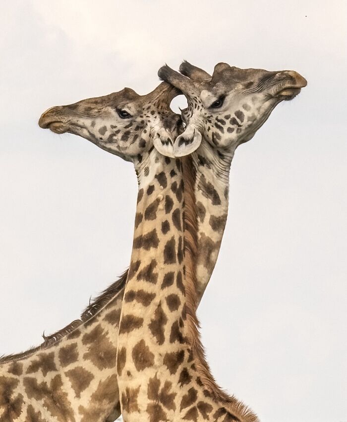 Two giraffes with intertwined necks captured in a stunning image from the 2025 Nature’s Best Photography Finals.