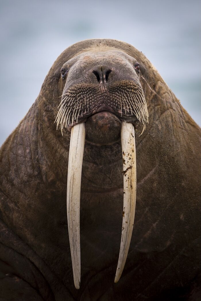 Close-up of a walrus with long tusks and detailed whiskers featured in stunning nature photography finals.