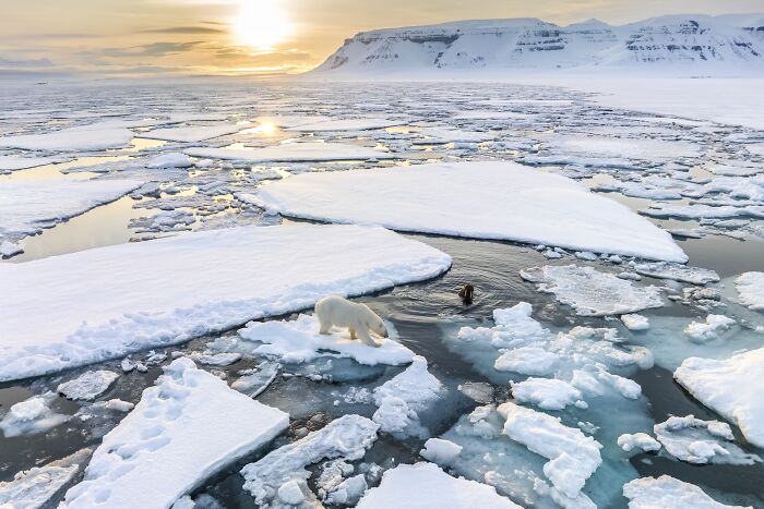 Polar bear on melting ice floes in the Arctic Ocean at sunset, a stunning image from nature’s best photography finals.