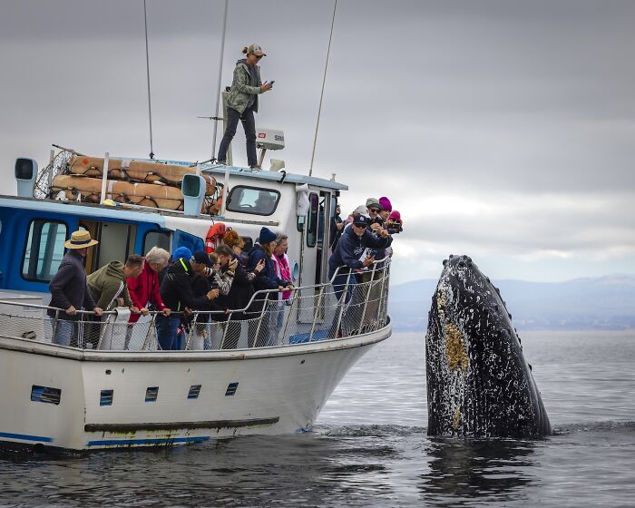 Boat full of people photographing a breaching whale during stunning nature photography finals competition.