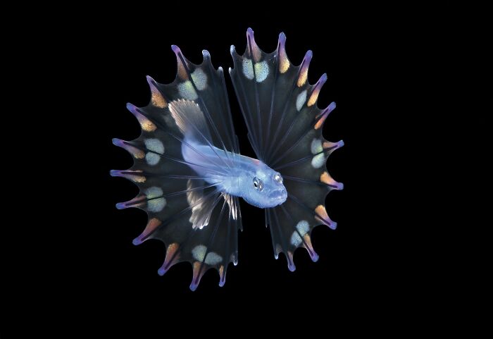 Blue flying fish with colorful fins spread wide against a black background in Nature’s Best Photography finals.