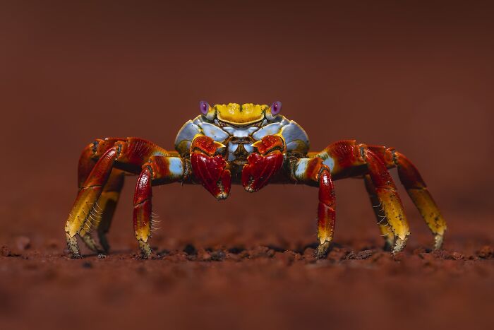 Colorful crab on reddish soil captured in stunning nature photography from the 2025 Nature’s Best Photography Finals.