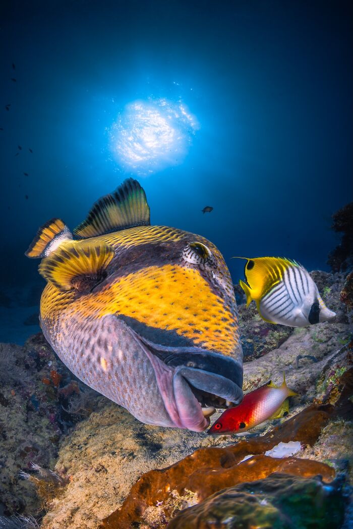 Close-up underwater shot of colorful fish illuminated by sunlight in stunning nature photography finals.