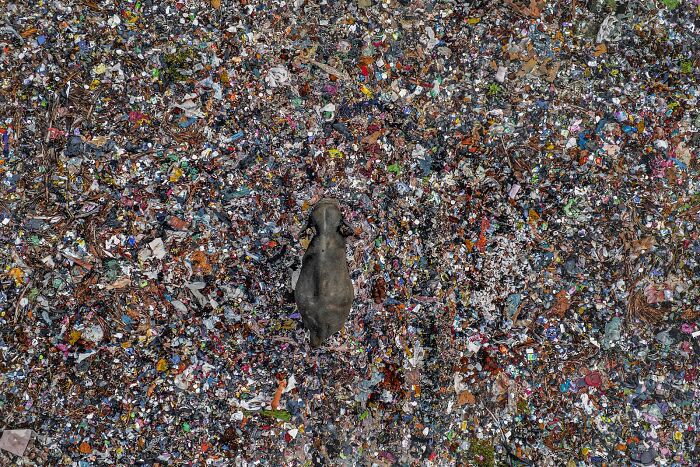 Elephant surrounded by colorful plastic waste in a striking nature photography image from 2025 finals.