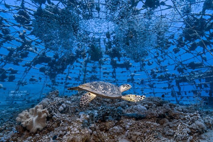 Sea turtle swimming over coral reef inside an underwater structure captured in stunning nature photography finals.