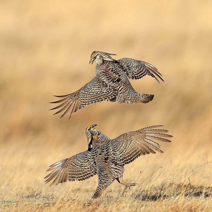 Two prairie chickens with wings spread wide in a dry grass field captured in stunning nature photography finals.