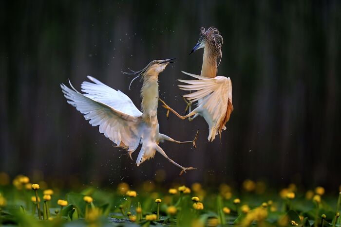 Two birds in midair above yellow flowers, captured in stunning nature photography from the 2025 finals.