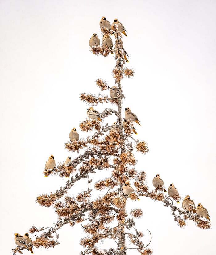 Flock of birds perched on a tall pine tree branch in a nature scene from photography finals.
