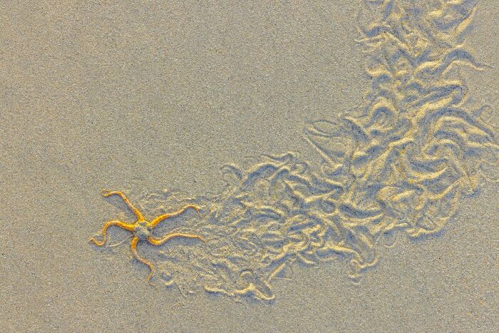 Orange brittle star on sandy beach with sediment trails captured in stunning nature photography finals 2025.