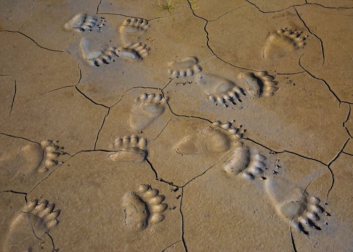 Bear paw prints on cracked dry earth, showcasing stunning nature details in the 2025 Nature’s Best Photography Finals.