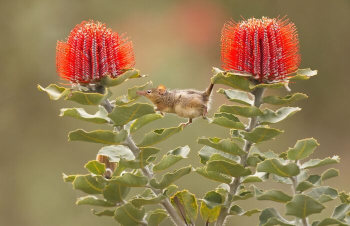 Small mouse balancing between two vibrant red flowers, captured in a stunning nature’s best photography finals image.
