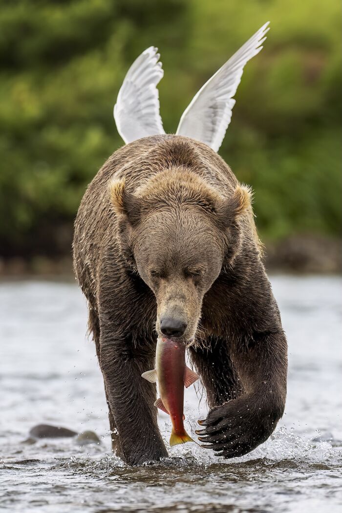 Grizzly bear catching a fish in a river with a gull flying overhead in a stunning nature’s best photography finals image.