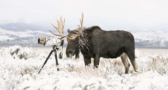 Moose standing next to a camouflaged camera in snowy wilderness, capturing stunning nature photography finals moments.