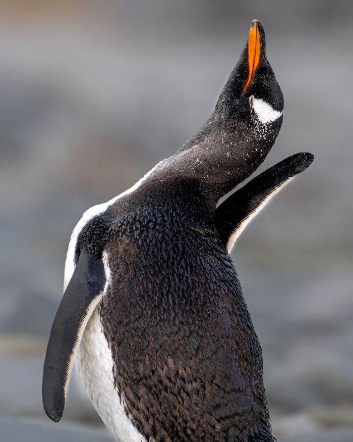 Penguin captured in a stunning nature photography image showcasing wildlife in the 2025 Nature’s Best Photography Finals.