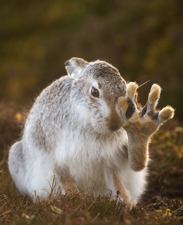 Close-up of a rabbit scratching its face in a natural setting, featured in stunning images from nature photography finals.