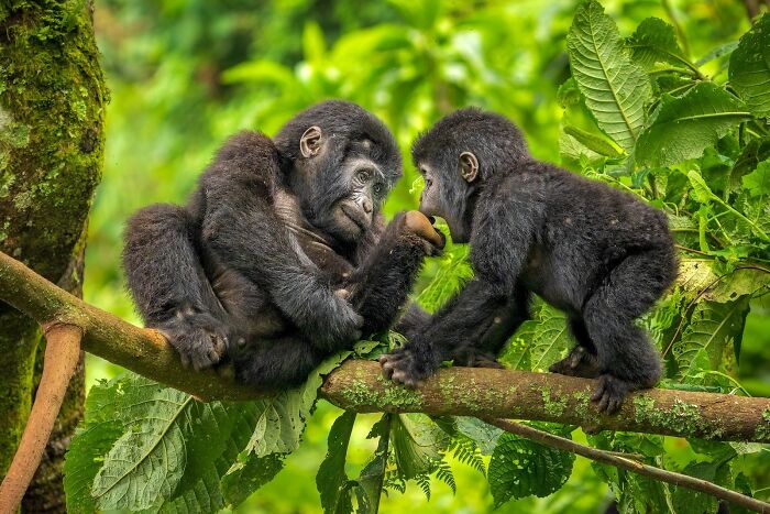 Two young gorillas interacting on tree branches in lush green forest, nature photography finalists image.