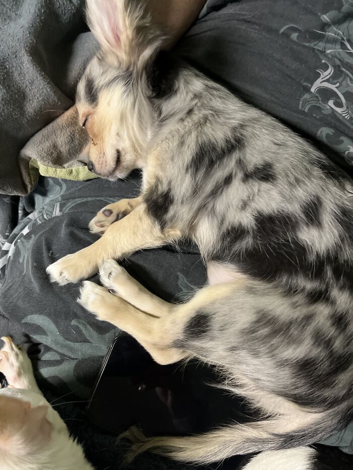 Life Of A Crazy Chihuahua Mama (35 Pics)