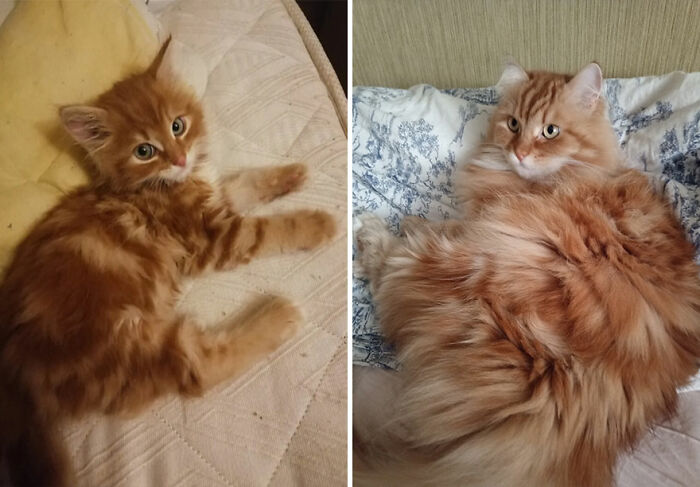 Before-and-after photos of a fluffy orange cat growing up, showing its adorable transformation over time.