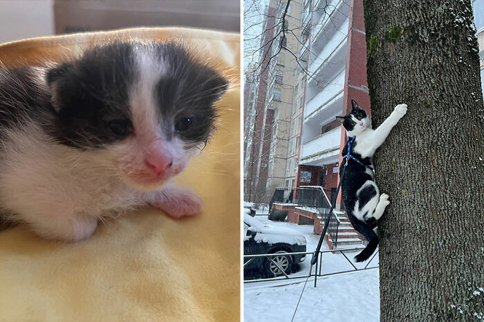Side-by-side before and after photos of a cat growing up, showing an adorable kitten and a climbing adult cat.
