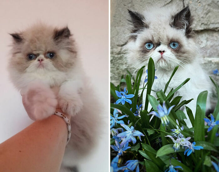 Adorable cat grows, showing before and after photos of a fluffy kitten with blue eyes and a white and gray coat.