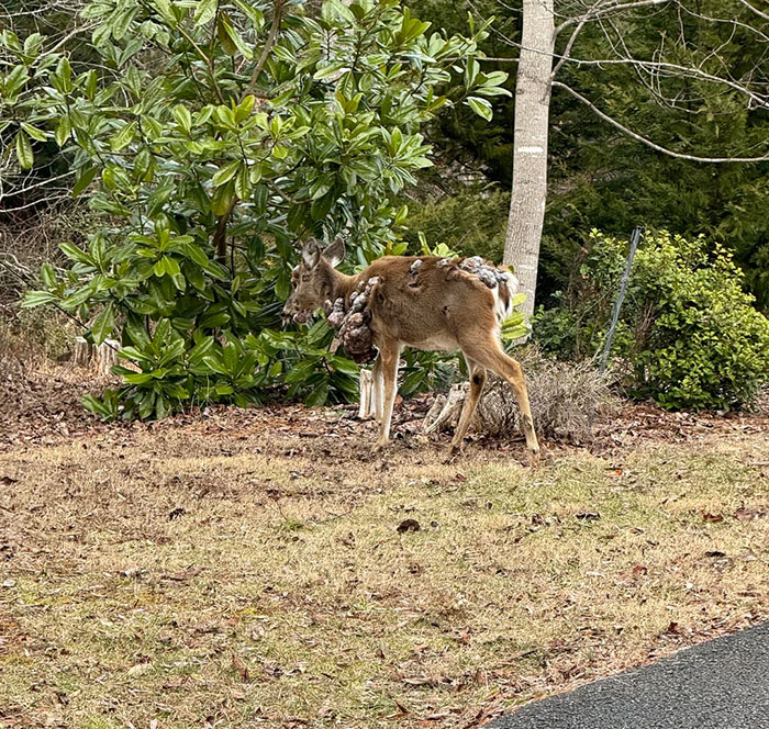 Deer showing severe symptoms of zombie deer disease in a wooded area as authorities respond to the outbreak in southern state. Deer showing severe symptoms of zombie deer disease in a wooded area as authorities respond to the outbreak in southern state.