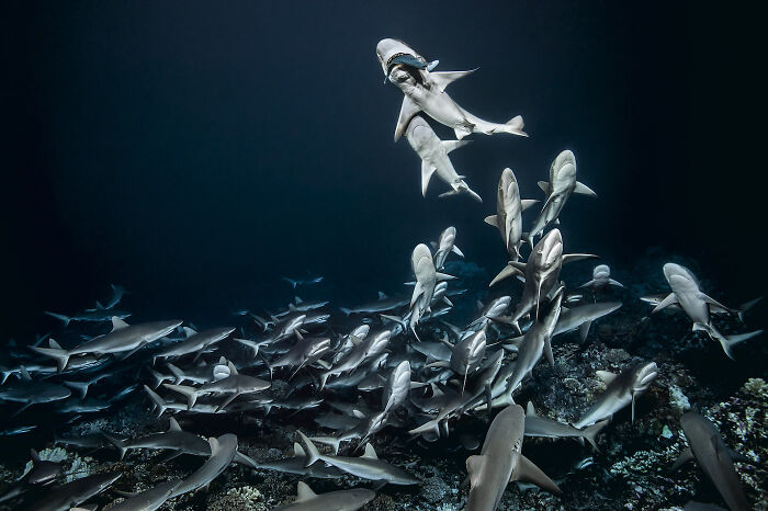 A large school of sharks swimming over the deep sea floor, captured by a diver and underwater photographer.