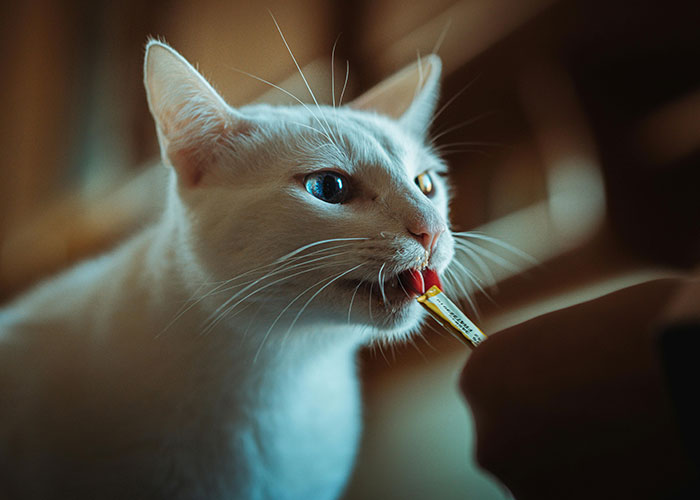 White cat with heterochromia biting a small packet held by a person, illustrating bizarre cat hacks owners discovered.