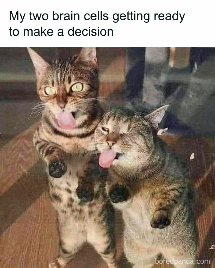 Two cats with tongues out standing on hind legs, a funny cat meme about decision making and cat humor.