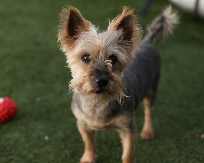 Neglected Yorkie makeover: small groomed Yorkie with trimmed coat standing on grass, alert eyes