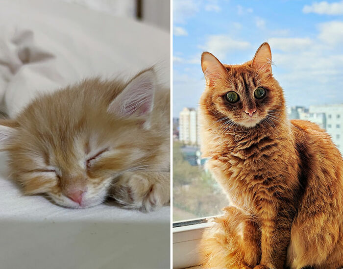 Before-and-after photos showing an adorable cat growing up from a sleepy kitten to a fluffy adult by the window.