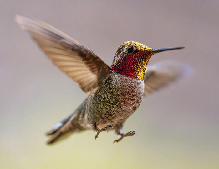 Bee Hummingbird