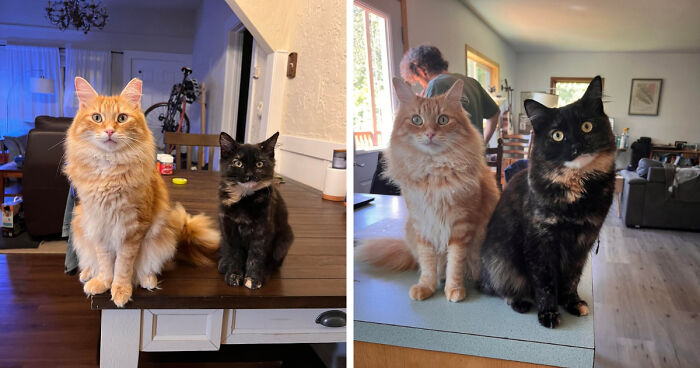 Orange and black cats sitting on tables showing transformation from kittens to cats. 