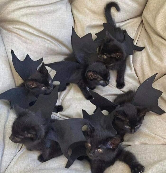 Black kittens dressed with bat wings lying on a couch, perfect for horror and Halloween fans meme content.