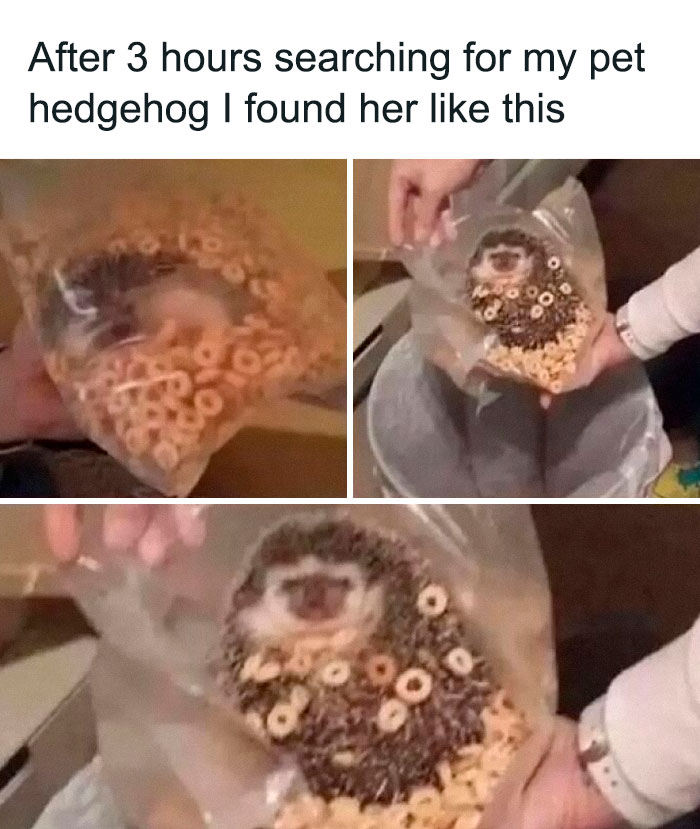 Hedgehog found inside a bag of cereal, covered with Cheerios, in a funny Thunder Dungeon meme.