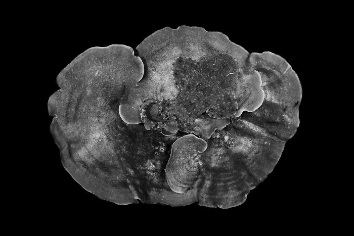 Underwater black and white photo showing hundreds of fish swimming, an award-winning image from the 2025 Photographer of the Year contest