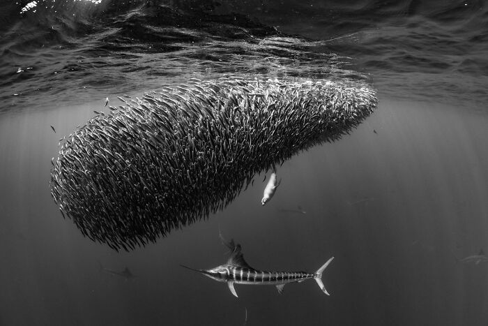 Underwater black and white photo showing hundreds of fish swimming, an award-winning image from the 2025 Photographer of the Year contest
