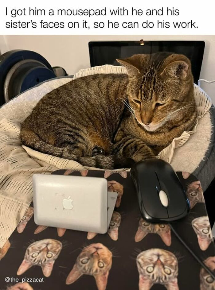 Tabby cat resting on bed with a custom mousepad featuring cat faces, showcasing cat meme therapy humor and charm.