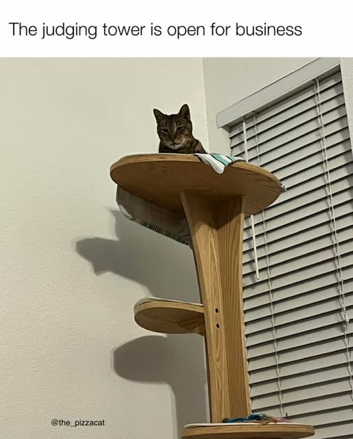Cat sitting on a wooden cat tower labeled as judging tower, illustrating cat memes for cat lovers and enthusiasts.