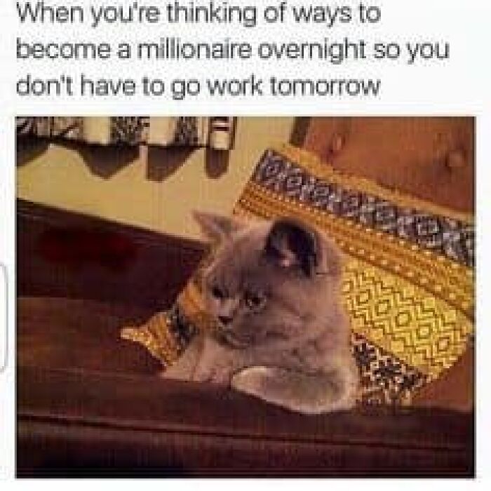 Gray cat sitting on a chair looking thoughtful, a funny cat meme therapy moment to brighten your day.