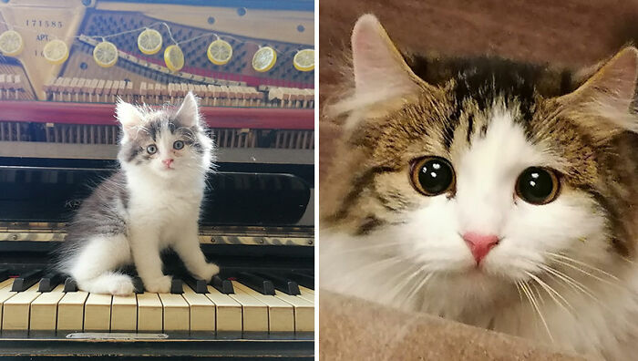 Side-by-side before and after photos showing adorable cats growing up with close-up on large eyes.