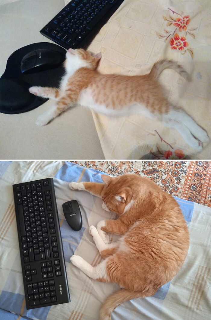 Before-and-after photos of an adorable orange and white cat growing up next to a keyboard and mouse.