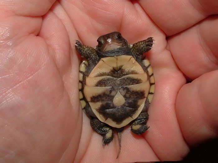 Tiny baby turtle resting in a person's hand showcasing one of the cutest baby animal pics that inspire an aww reaction