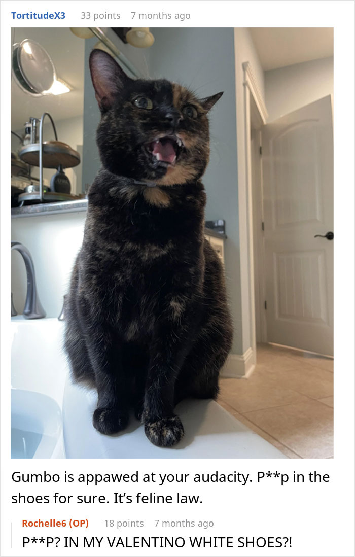 Tortoiseshell cat sitting indoors with an open mouth, refusing to share a chicken sandwich with her owner.