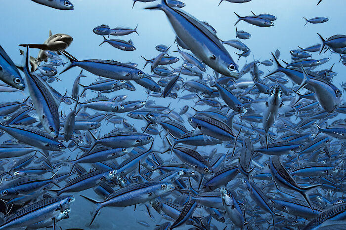 A large school of deep sea fish swimming in clear blue ocean water, showcasing mysterious marine life.