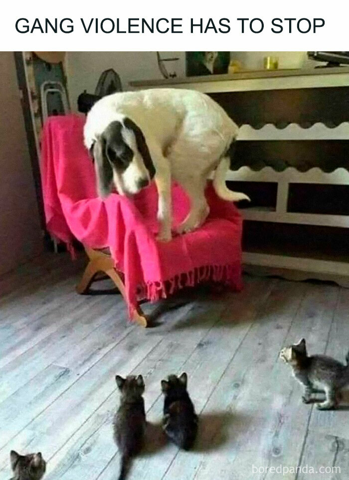 Dog sitting on a chair surrounded by kittens below, a funny scene perfect for cute and funny cat memes.